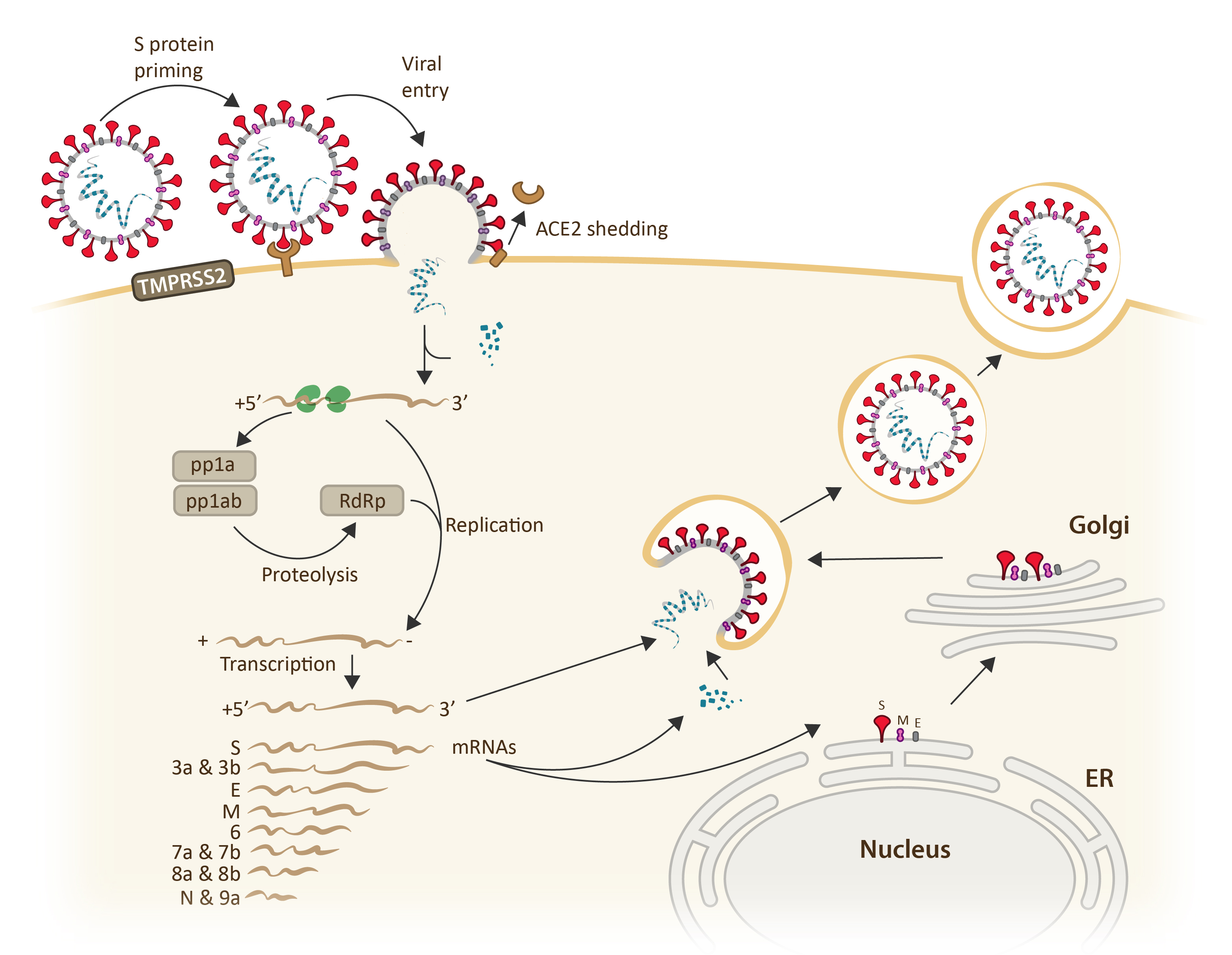 Sars cov 2 antibodies proteins and elisa kits company arigobio 